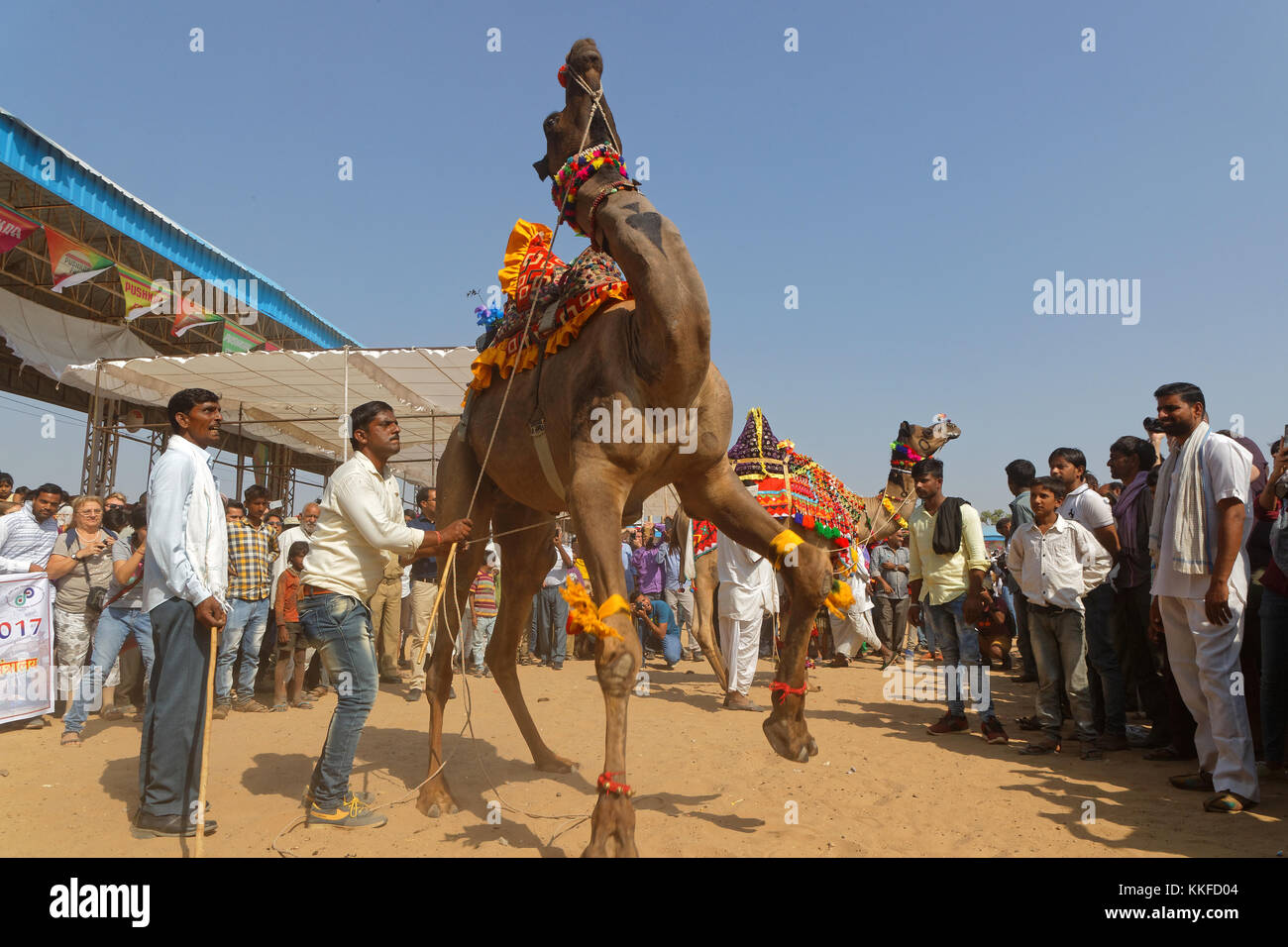 PUSHKAR, INDIA, 29 Ottobre 2017 : Dancing cammelli. Pushkar Camel fair è una delle più grandi fiere del bestiame nel paese con migliaia di animali. Foto Stock
