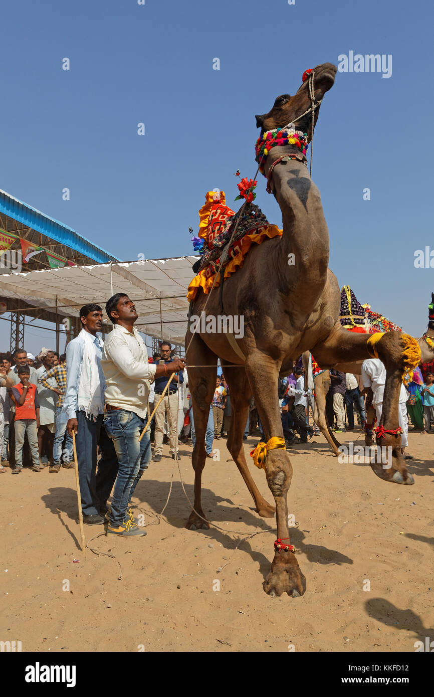 PUSHKAR, INDIA, 29 Ottobre 2017 : Dancing cammelli. Pushkar Camel fair è una delle più grandi fiere del bestiame nel paese con migliaia di animali. Foto Stock