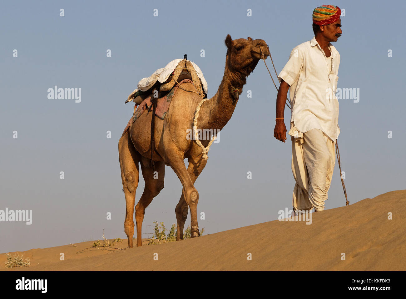 JAISALMER, India, il 2 novembre 2017 : Carovana di cammelli nel deserto di sabbia. Diversi i safari nel deserto sono organizzati per i turisti dal locale opera Foto Stock