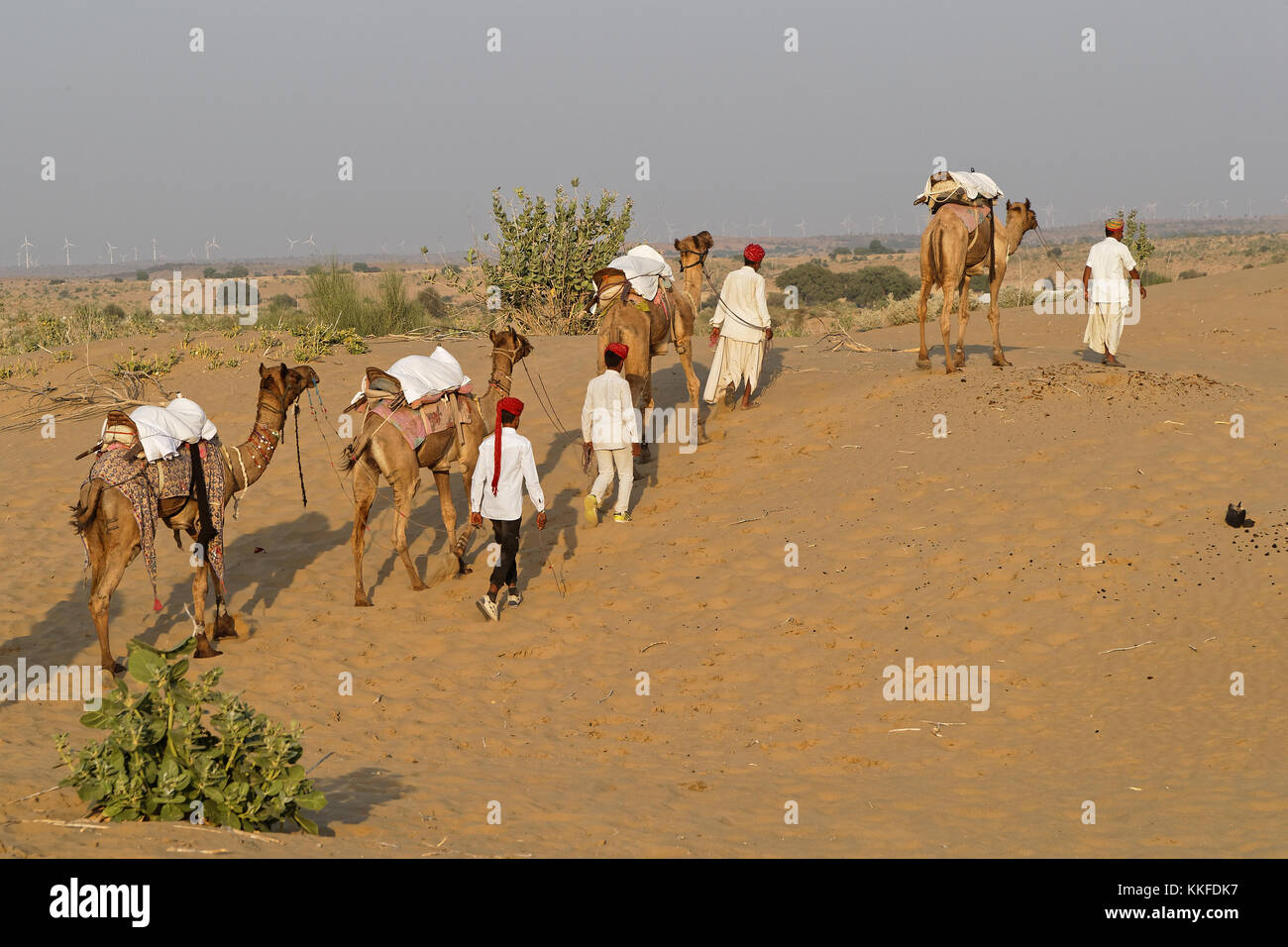 JAISALMER, India, il 2 novembre 2017 : Carovana di cammelli nel deserto di sabbia. Diversi i safari nel deserto sono organizzati per i turisti dal locale opera Foto Stock