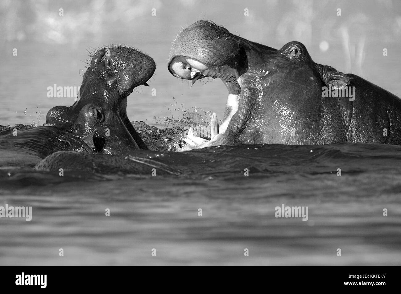 La fauna selvatica sul fiume Chobe, Botswana Foto Stock