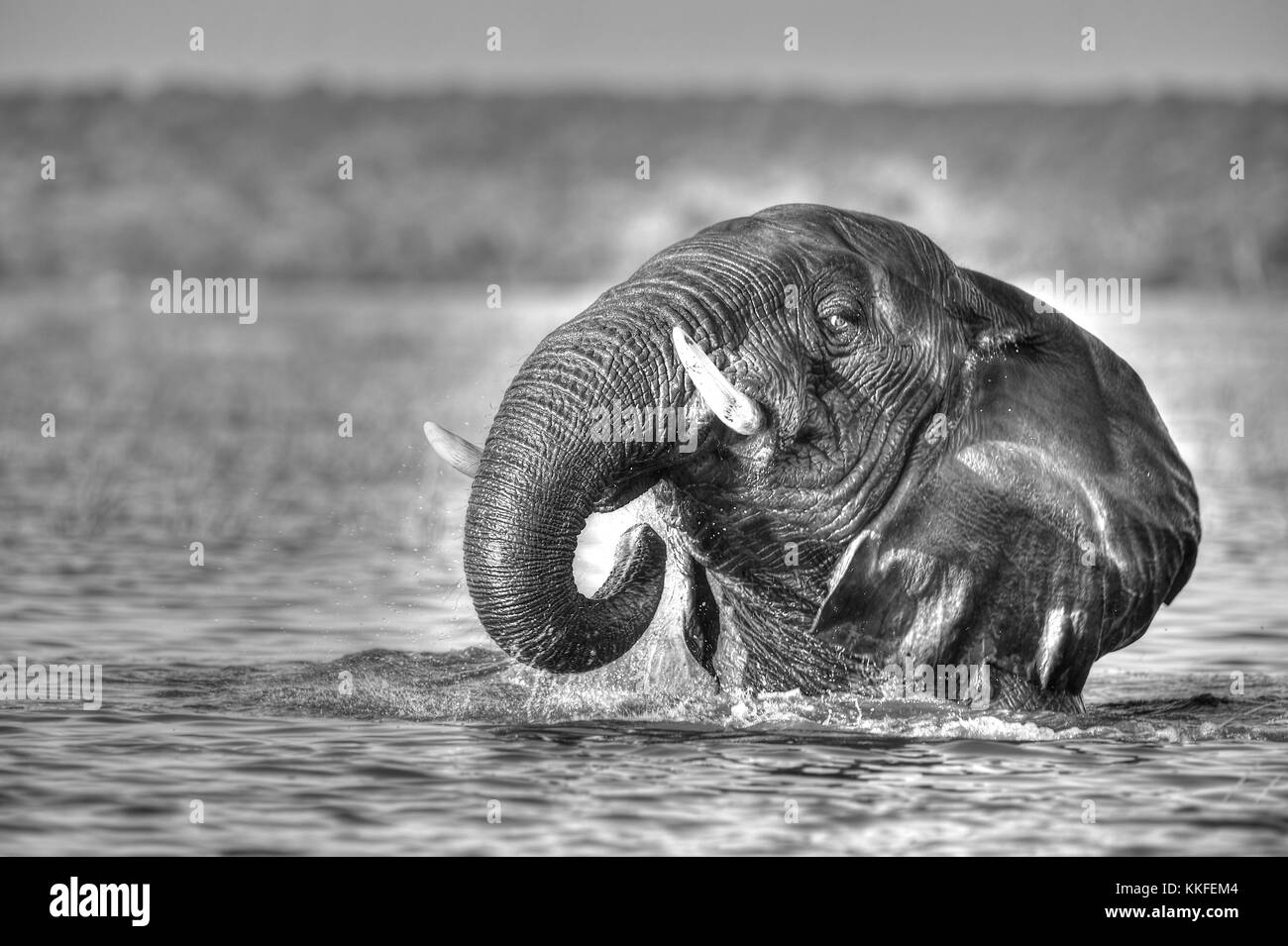 La fauna selvatica sul fiume Chobe, Botswana Foto Stock