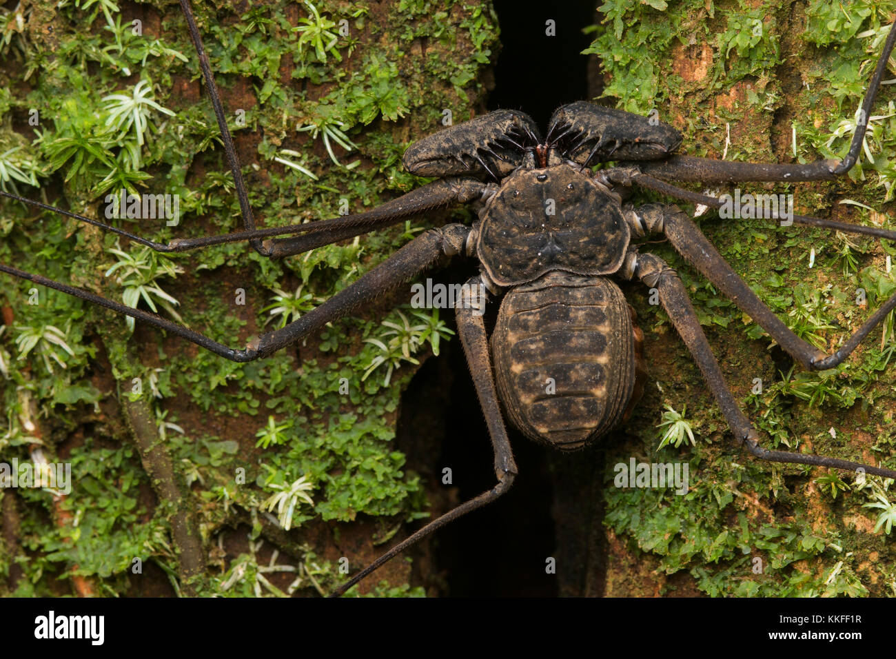 Una frusta tailless scorpion su un tronco di muschio nella giungla del Belize. Foto Stock