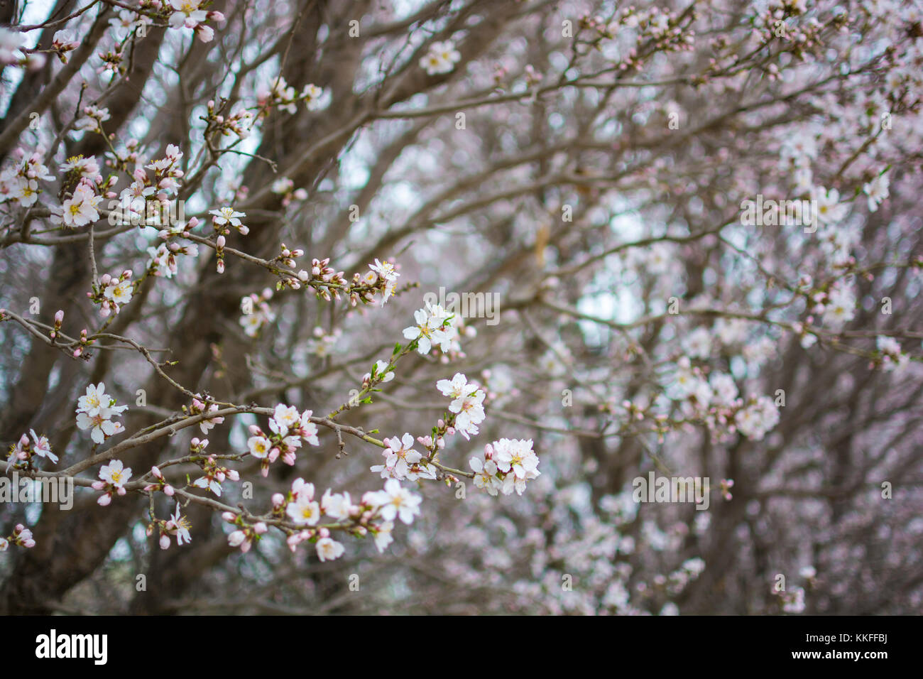 Fiori di albicocca, mercato del bestiame, Kashgar, Xinjiang, Cina Foto Stock