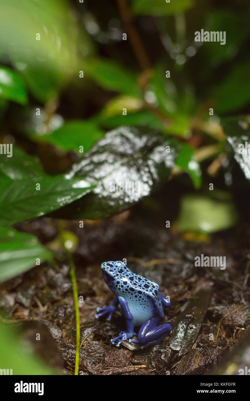 Un veleno blu rana DART. Foto Stock