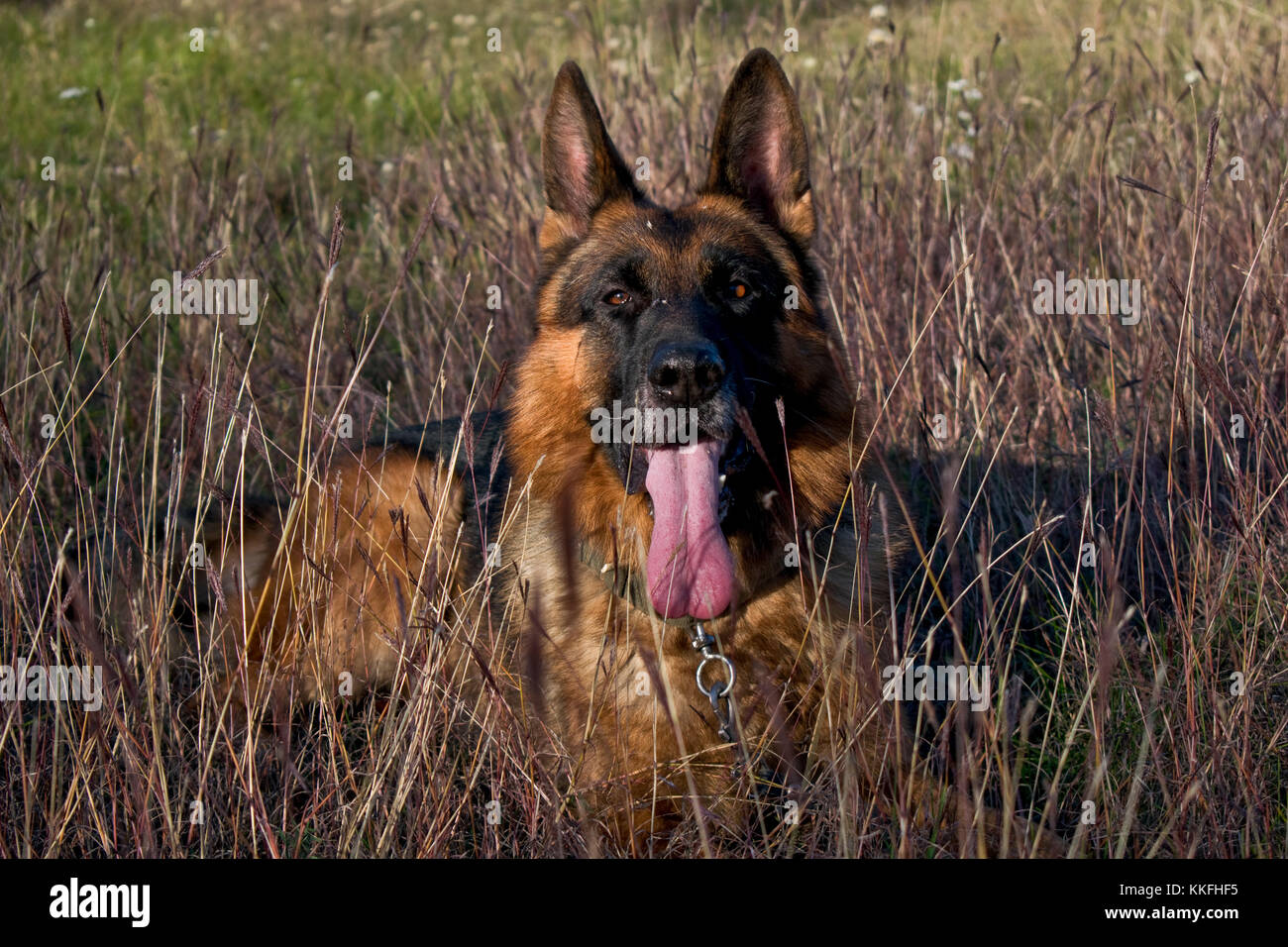Pastore Tedesco cane ritratto in reed Foto Stock