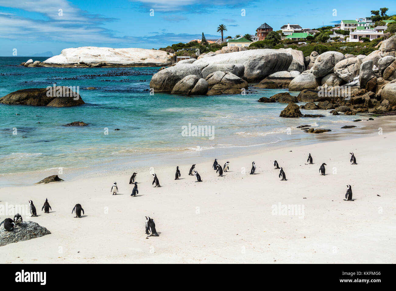 Colonia di pinguini da spettacolo, Boulders Beach, Simon's Town, Sudafrica Foto Stock