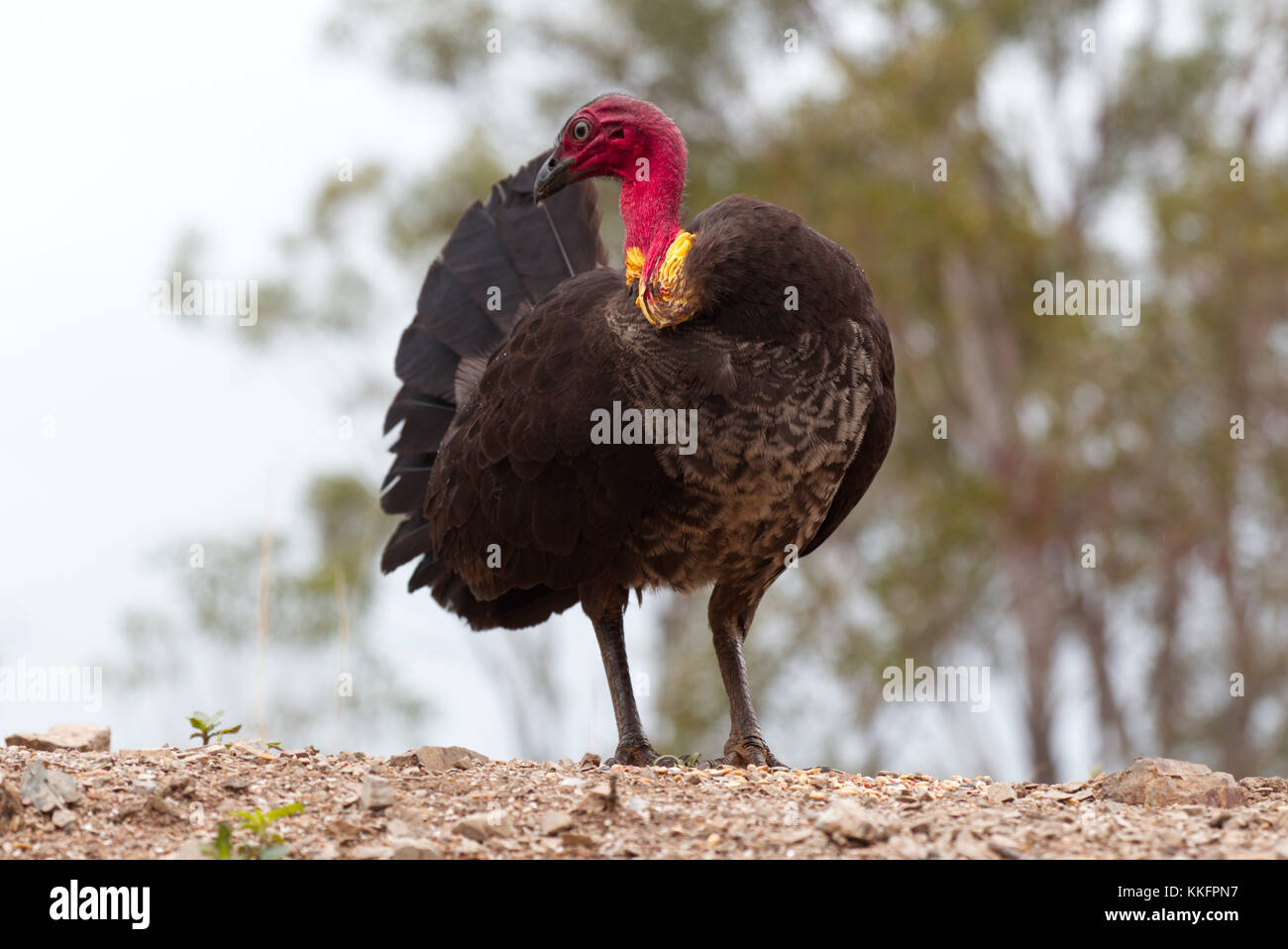 Spazzola australiano Turchia - maschio con graticcio Foto Stock