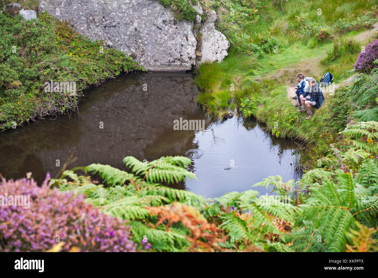 Giovane appoggiata da stagno su Lundy Island, Devon, Inghilterra Regno Unito nel mese di agosto Foto Stock