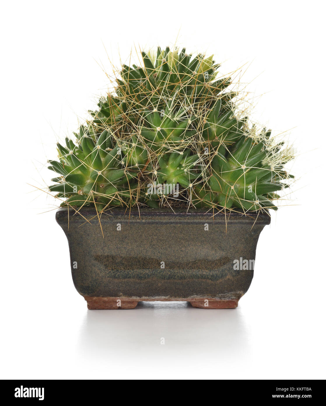 Cactus in un vaso di ceramica houseplant isolati su sfondo bianco. Foto Stock