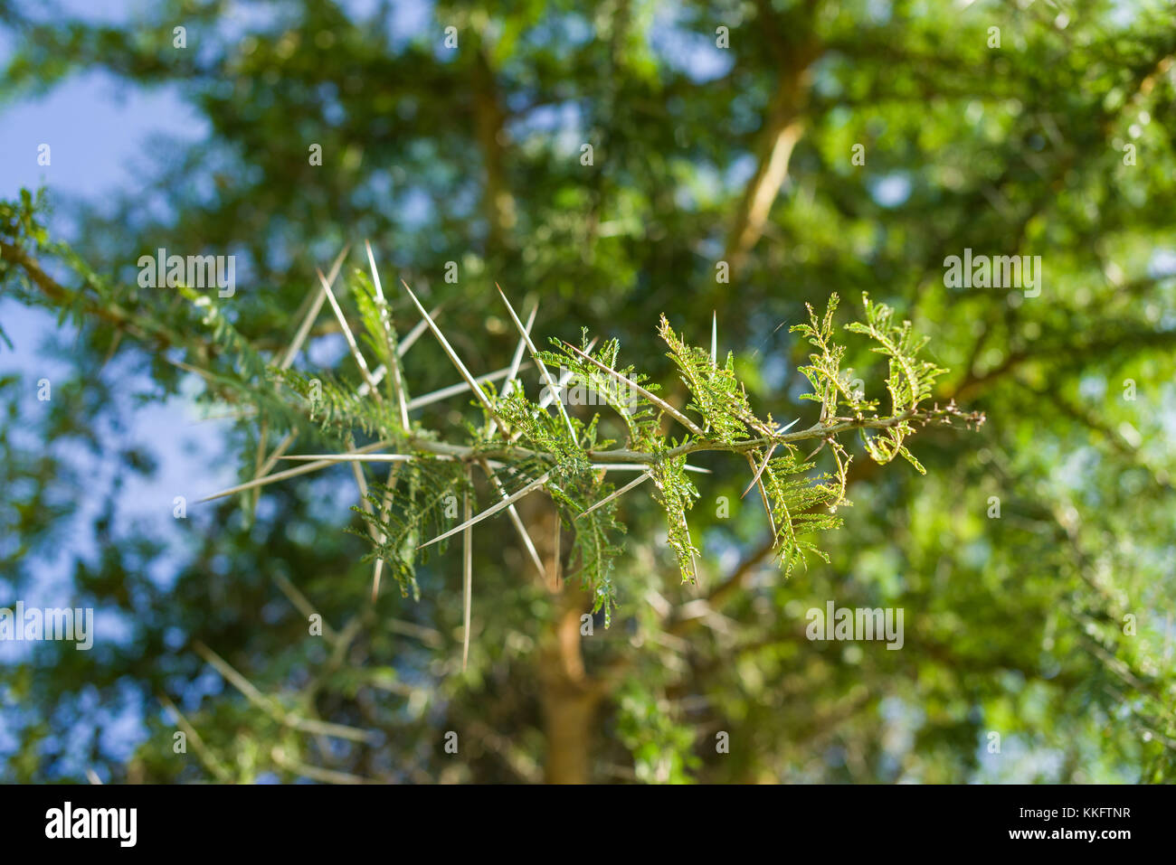 Dettaglio di Acacia seyal ramo di albero con spine e foglie, nell ovest del Kenya, Africa orientale Foto Stock