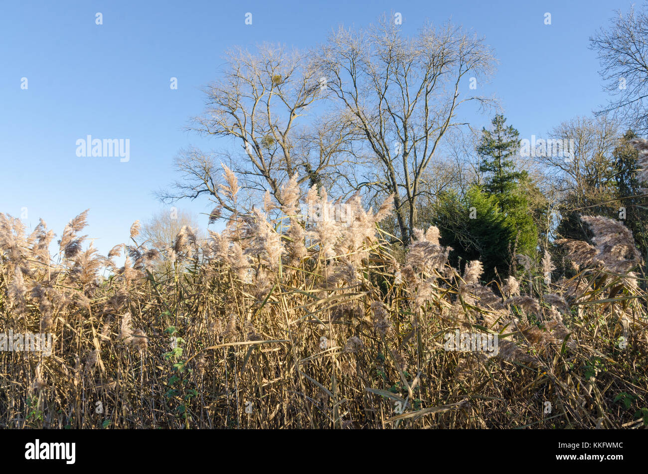 Il sentiero lungo il fiume Avon nella periferia di Stratford-upon-Avon, Warwickshire, Regno Unito Foto Stock