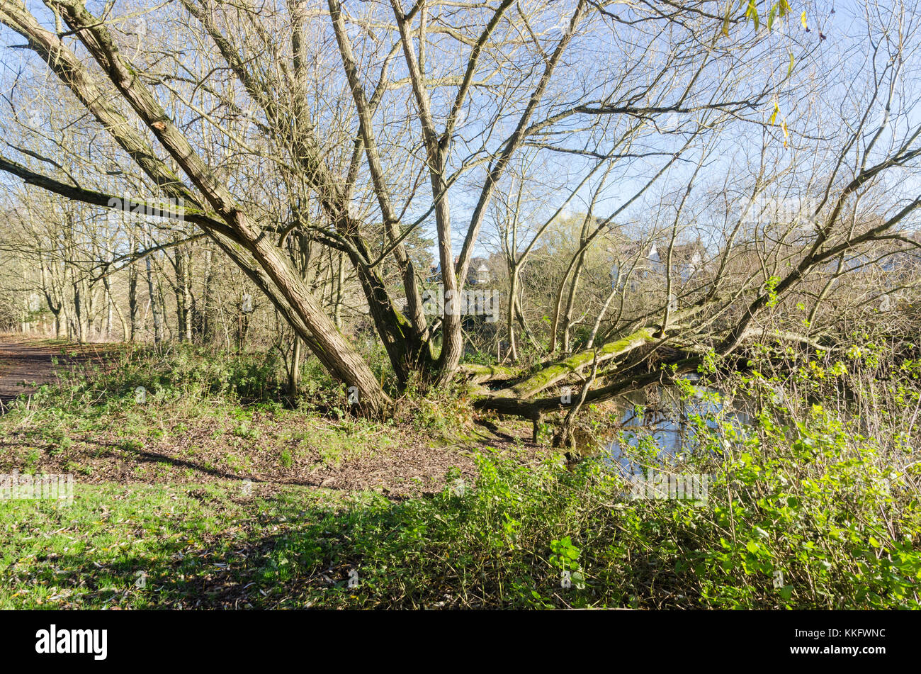 Il sentiero lungo il fiume Avon nella periferia di Stratford-upon-Avon, Warwickshire, Regno Unito Foto Stock