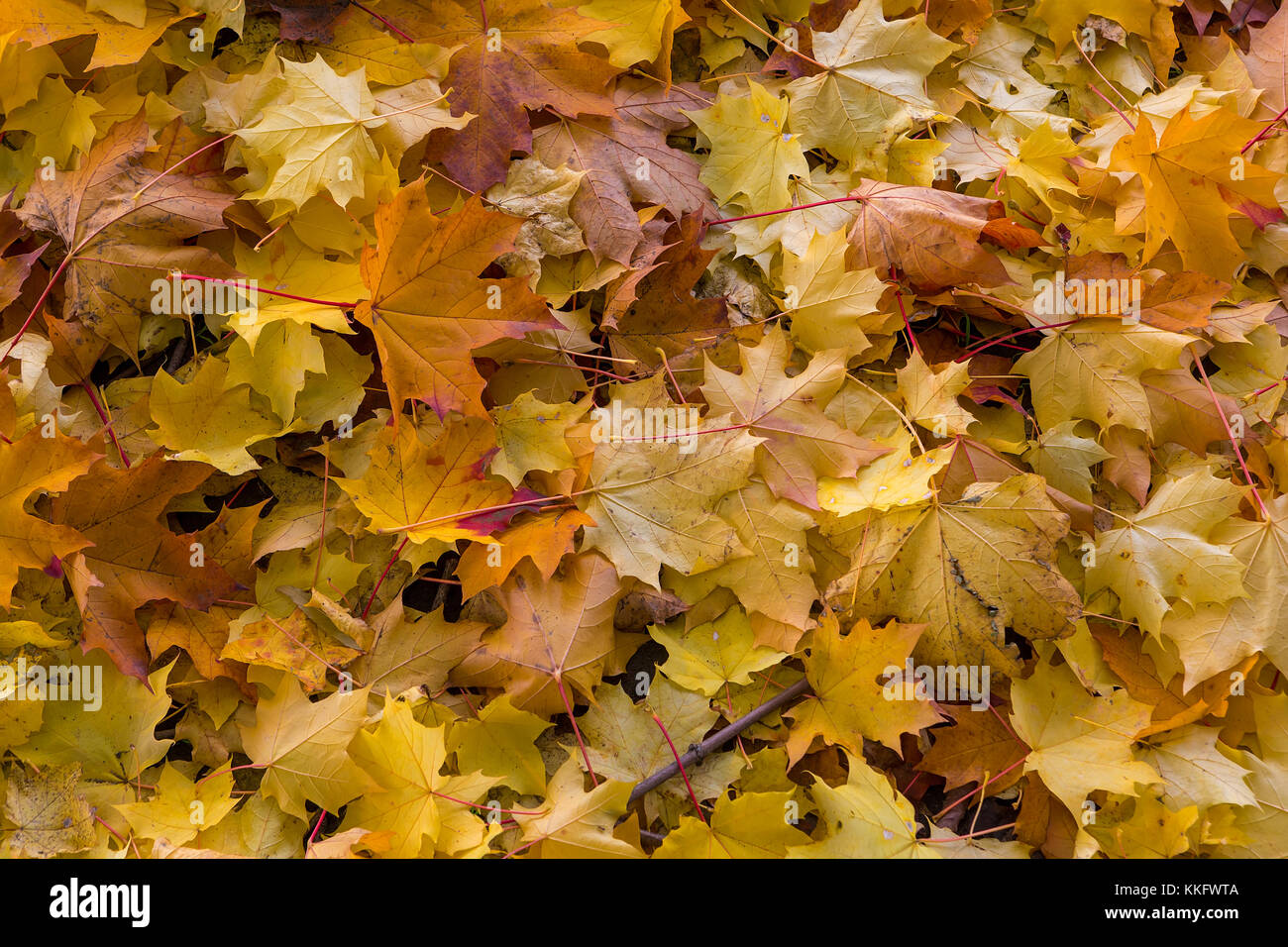 Albero di acero caduta foglie coolr caduti a terra durante la stagione autunnale Foto Stock