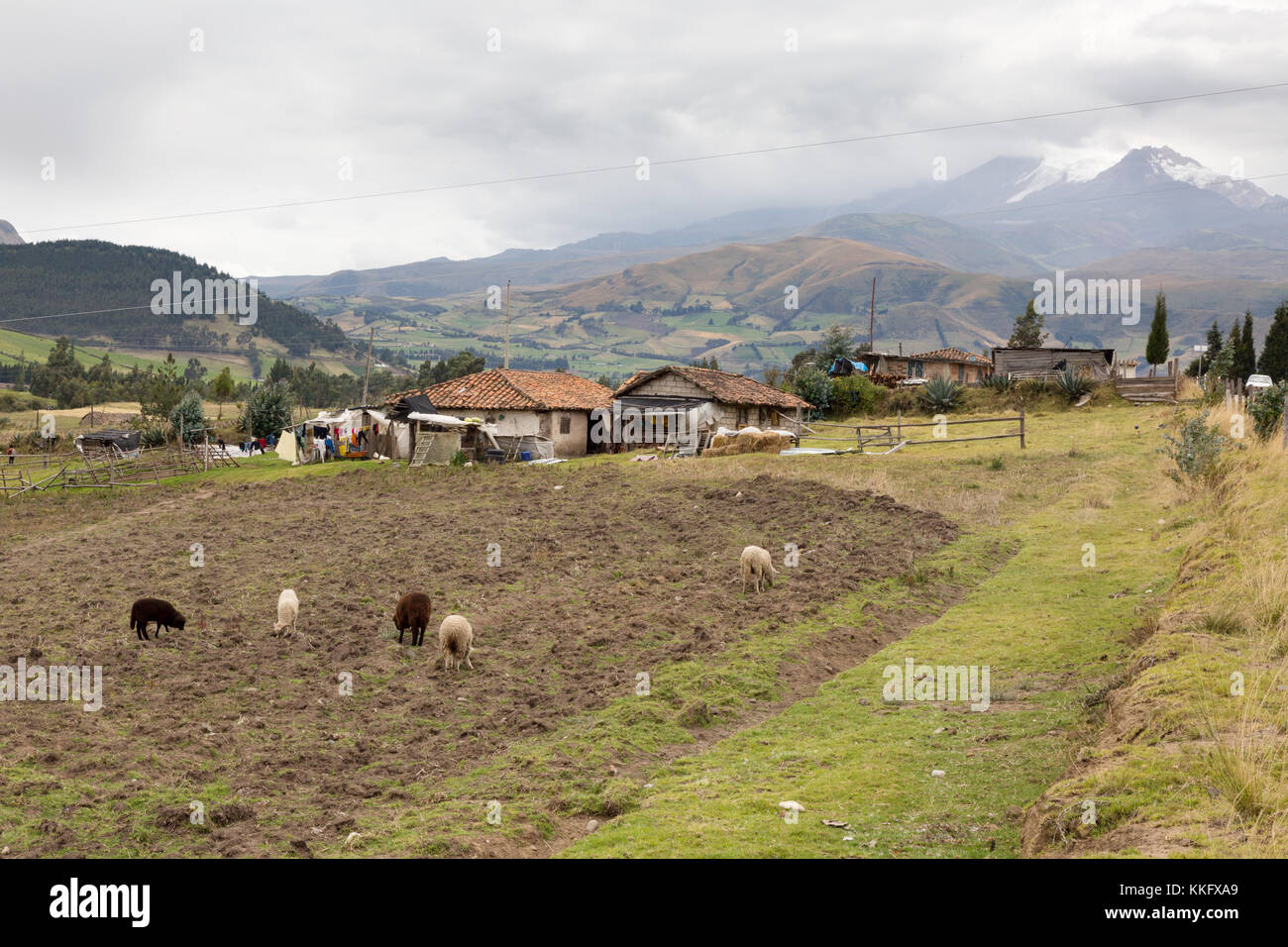 Sud America - Azienda agricola il pascolo di bestiame in una fattoria nel nord Ecuador, Cayambe vulcano sullo sfondo, Cayambe, Ecuador America Latina Foto Stock