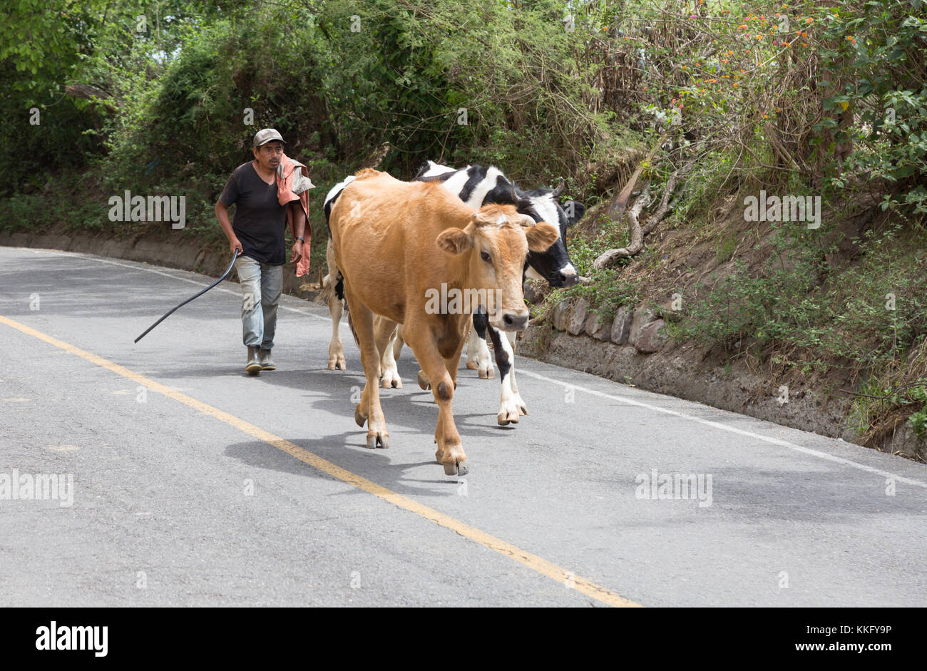 Ecuador agricoltura - un agricoltore imbrancandosi sue vacche lungo una strada, Tumbabiro village, Quito, Ecuador, Sud America Foto Stock