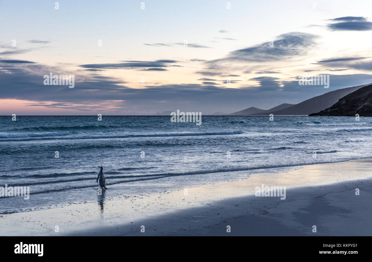 Pinguino Lone gentoo che guarda l'alba con la bassa marea sulla spiaggia sabbiosa dell'isola di Saunders nelle Isole Falkland Foto Stock