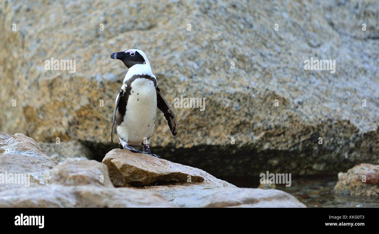 Il pinguino africano (Spheniscus demersus). sud africa Foto Stock