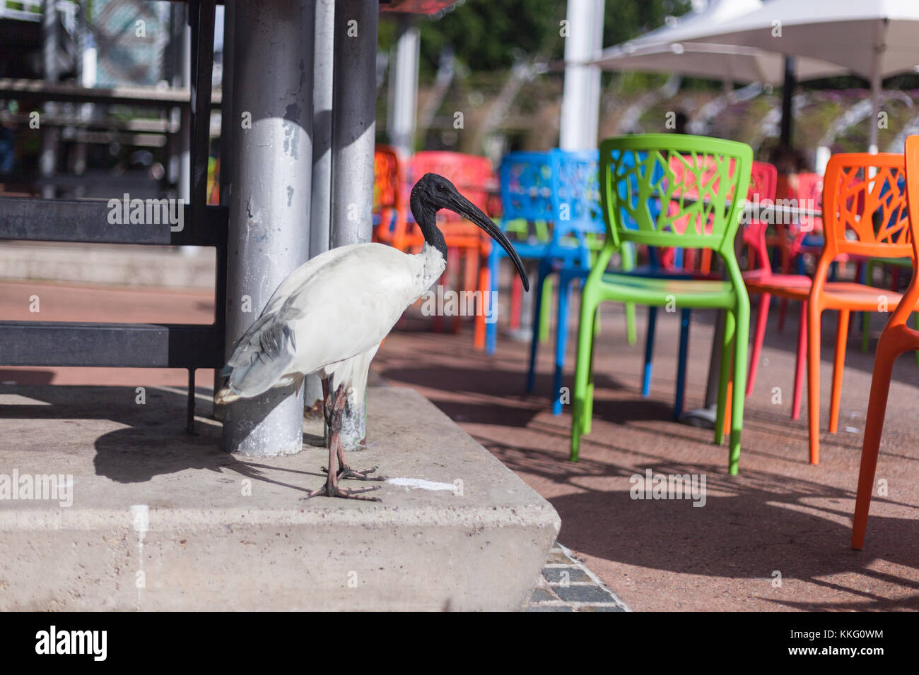 Ibis bianco in un cafe' all'aperto Foto Stock