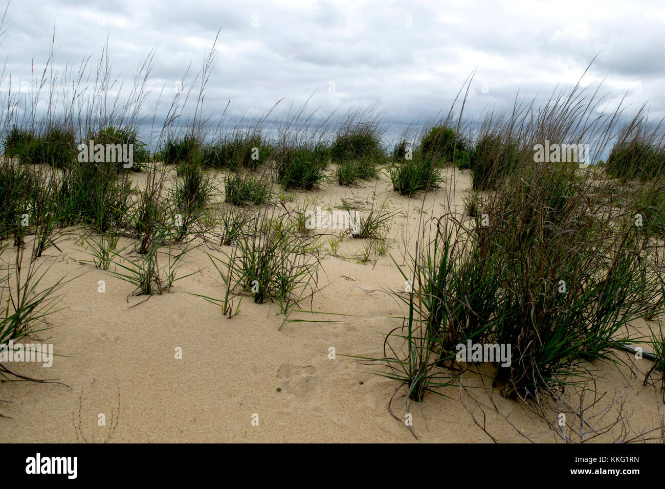 Dune di erba a spiaggia Foto Stock