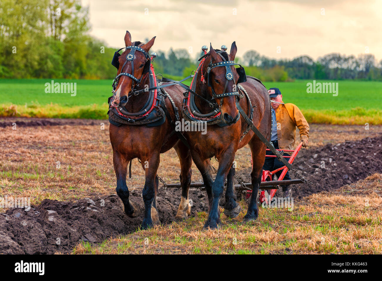 McMinnville, Oregon, Stati Uniti d'America - 11 Aprile 2015: Progetto di cavalli tirando un aratro guidato da un uomo a Farm Fest & Concorso di aratura Foto Stock