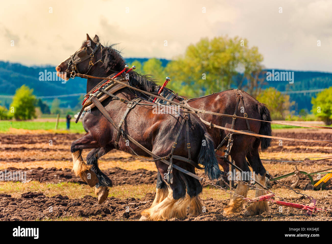 McMinnville, Oregon, Stati Uniti d'America - 11 Aprile 2015: Progetto di cavalli agganciata ad un aratro uno è l'allevamento fino al maso Fest & Concorso di aratura Foto Stock