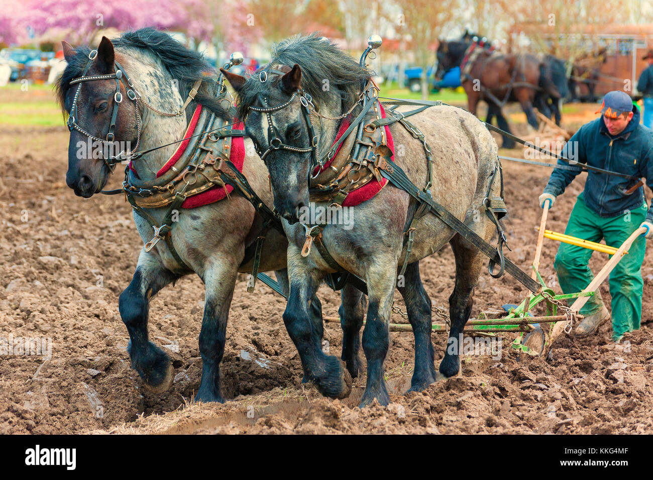 McMinnville, Oregon, Stati Uniti d'America - 11 Aprile 2015: Chiusura del progetto di cavalli che indossa il loro lavoro i cavi elettrici e le forcelle presso la fattoria Fest & Concorso di aratura Foto Stock