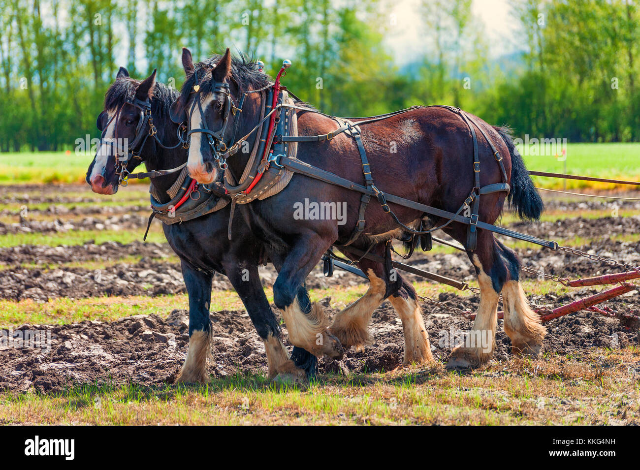 McMinnville, Oregon, Stati Uniti d'America - 11 Aprile 2015: Progetto di cavalli tirando un aratro su un campo a livello di azienda Fest & Concorso di aratura Foto Stock
