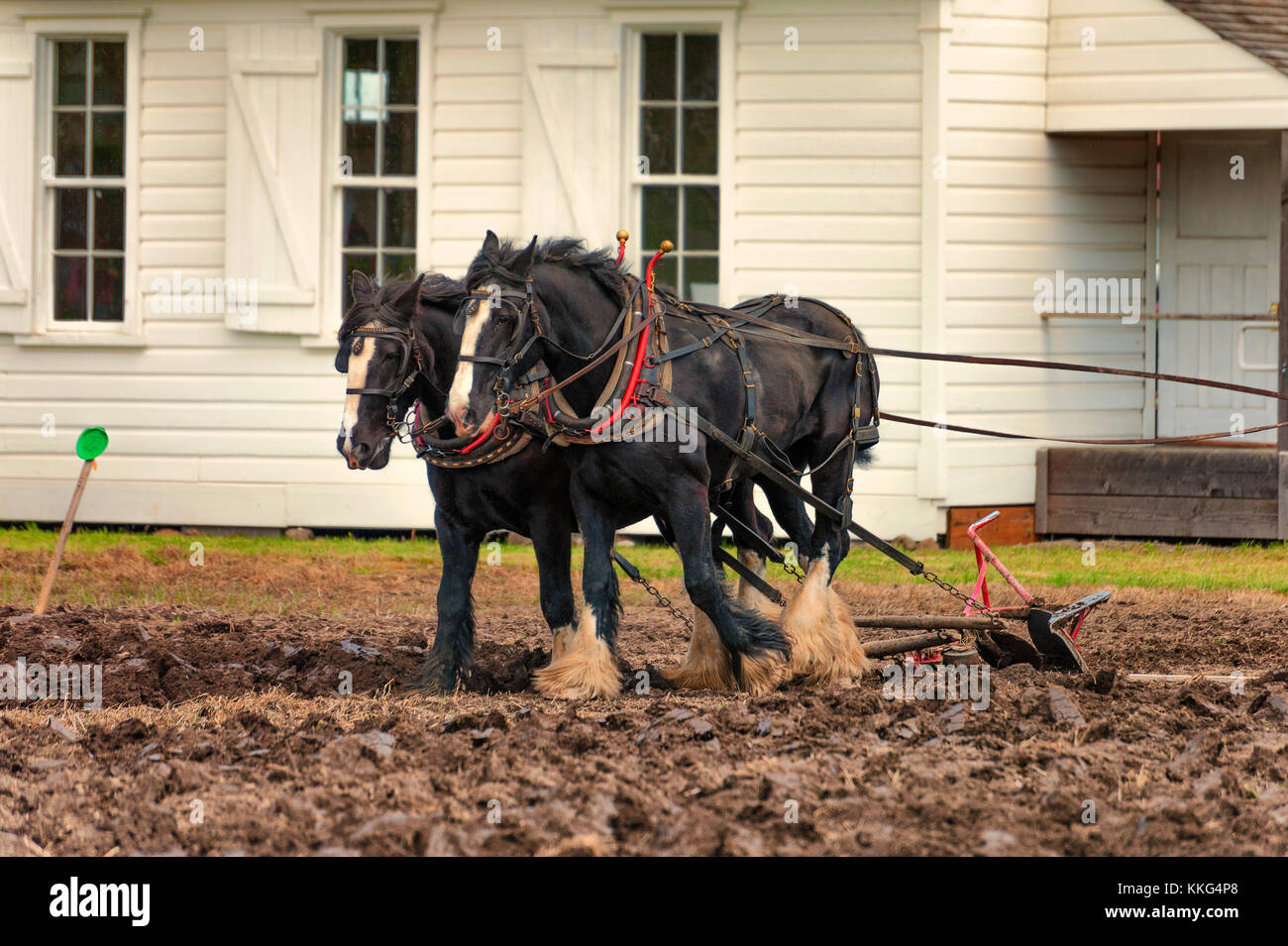 McMinnville, Oregon, Stati Uniti d'America - 11 Aprile 2015: Progetto di cavalli tirando un aratro su un campo con un edificio storico in background a livello di azienda agricola Fest Foto Stock