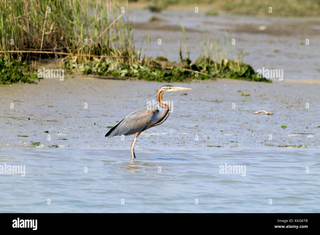 Airone rosso vicino fino dal fiume Po laguna, Italia. Per gli uccelli migratori. Natura italiana Foto Stock