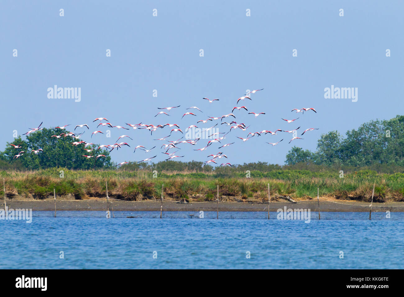 Stormo di fenicotteri rosa da "Delta del Po' laguna, Italia. Panorama della natura Foto Stock