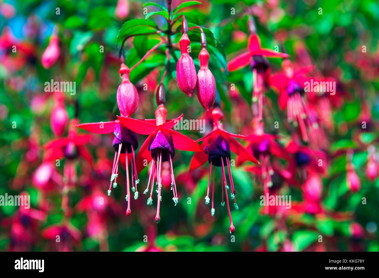 Fiori di fucsia siepi all'aperto lungo la strada Foto Stock