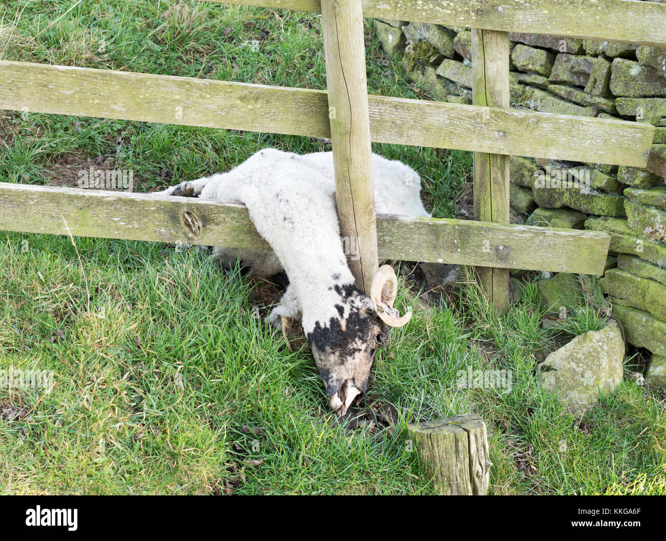 Pecora morta visto nelle zone rurali Co. Durham vicino al Rookhope Burn, Weardale, England, Regno Unito Foto Stock