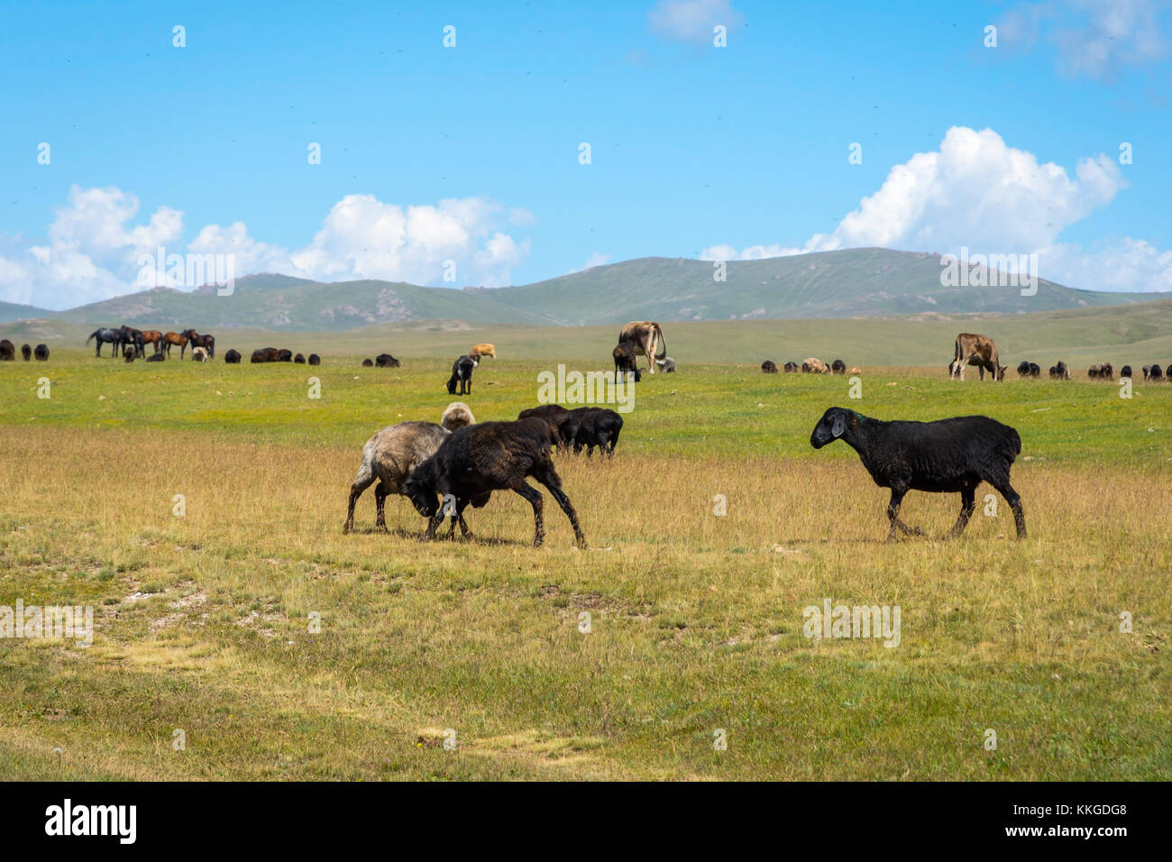 Due pecore dalla mandria combattimenti, song kul, Kirghizistan Foto Stock