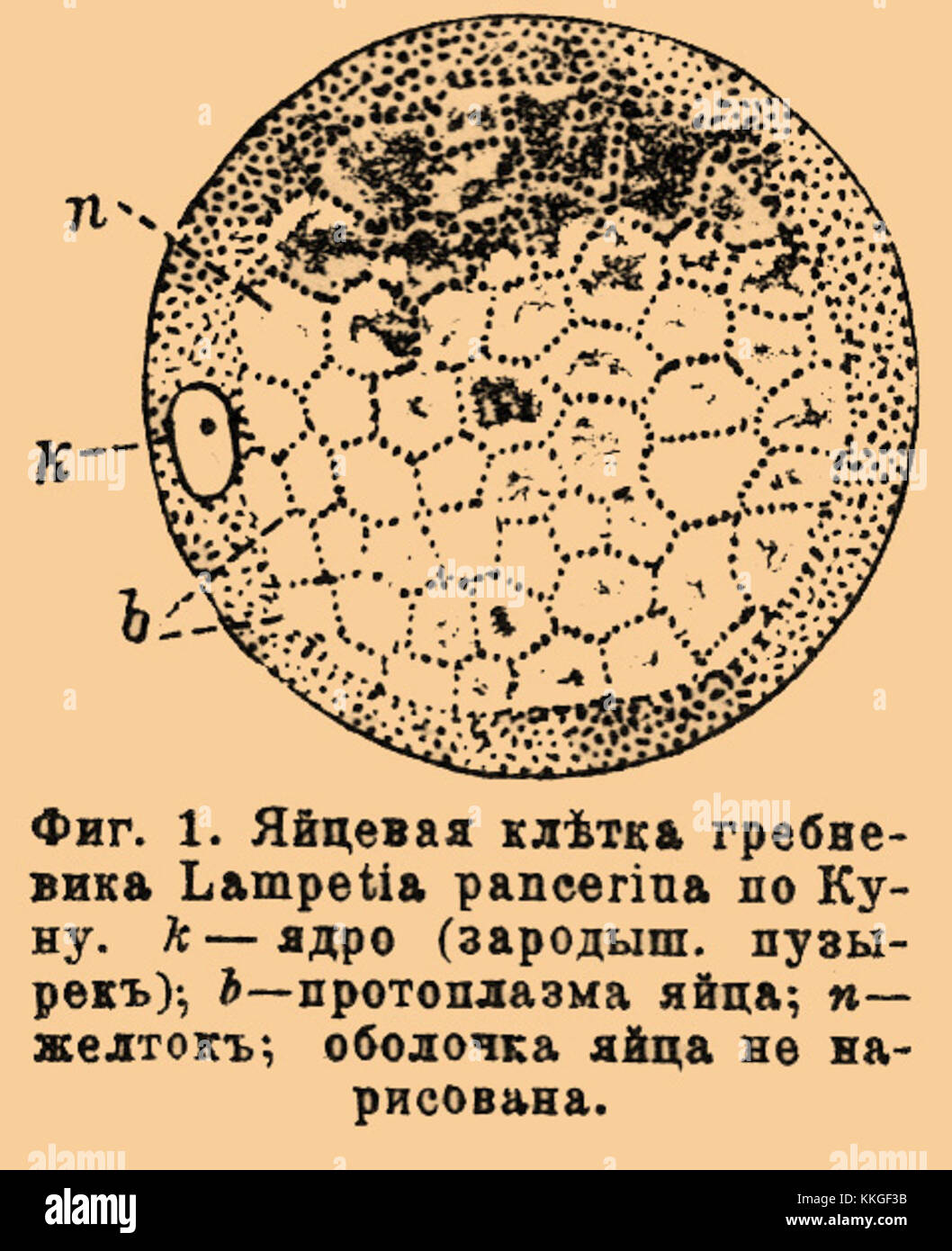 Il Brockhaus-Efron Ovum 18 è un volume del rinomato dizionario enciclopedico Brockhaus-Efron, che copre un'ampia gamma di argomenti in dettaglio enciclopedico, che rappresenta l'eredità accademica dei primi anni del XX secolo. Foto Stock