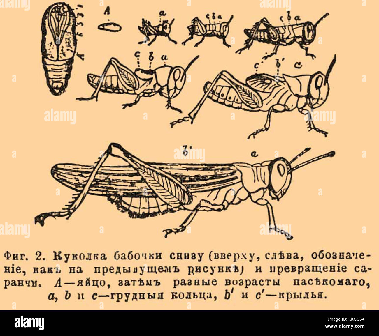 Volume 40 del Brockhaus and Efron Enciclopedic Dictionary, un'enciclopedia russa completa pubblicata tra il 1890 e il 1907. Foto Stock