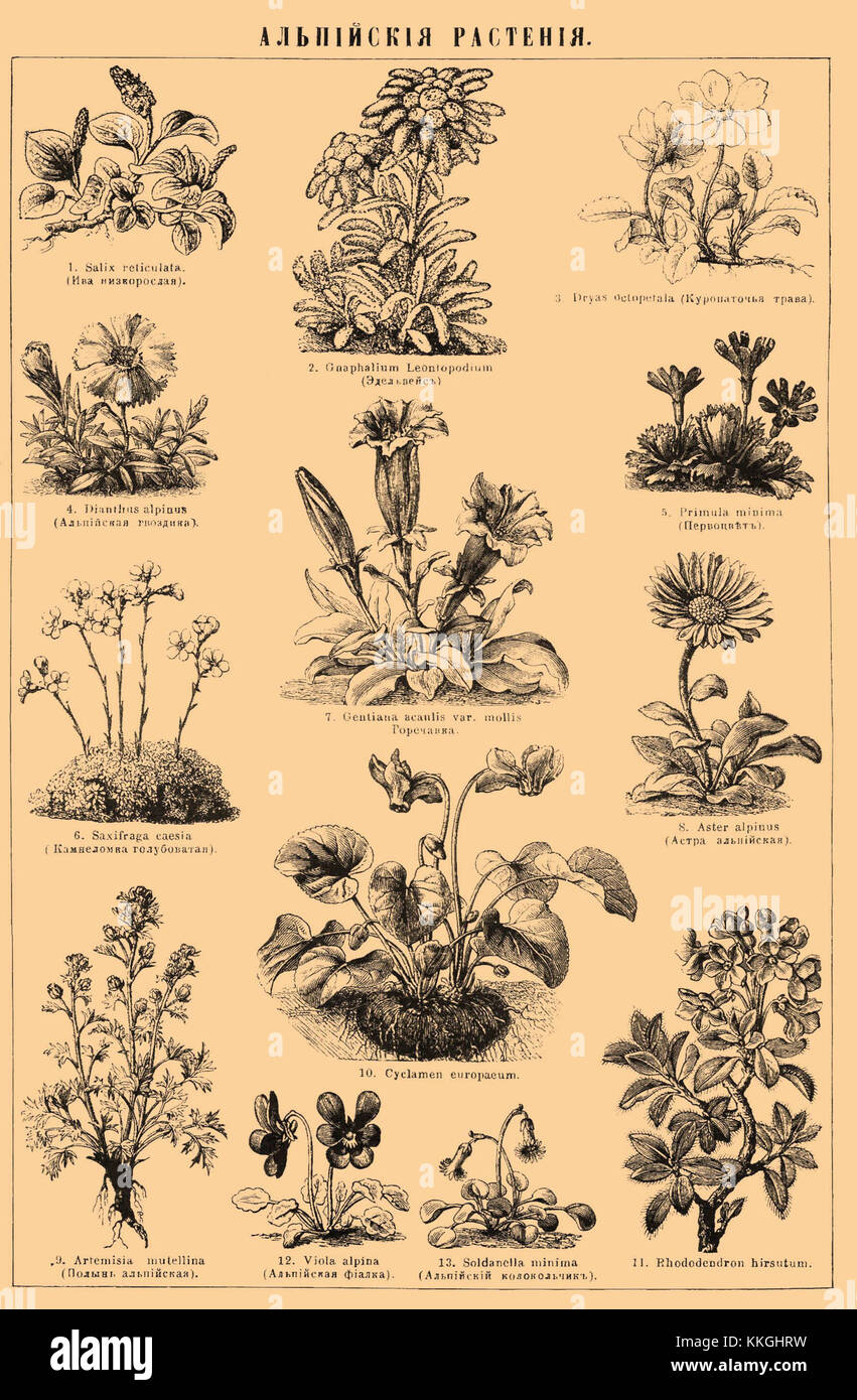 Una voce del Brockhaus and Efron enciclopedic Dictionary, catalogata come b2 548-0, che offre conoscenze scientifiche su un particolare argomento della storia o della cultura russa. Foto Stock