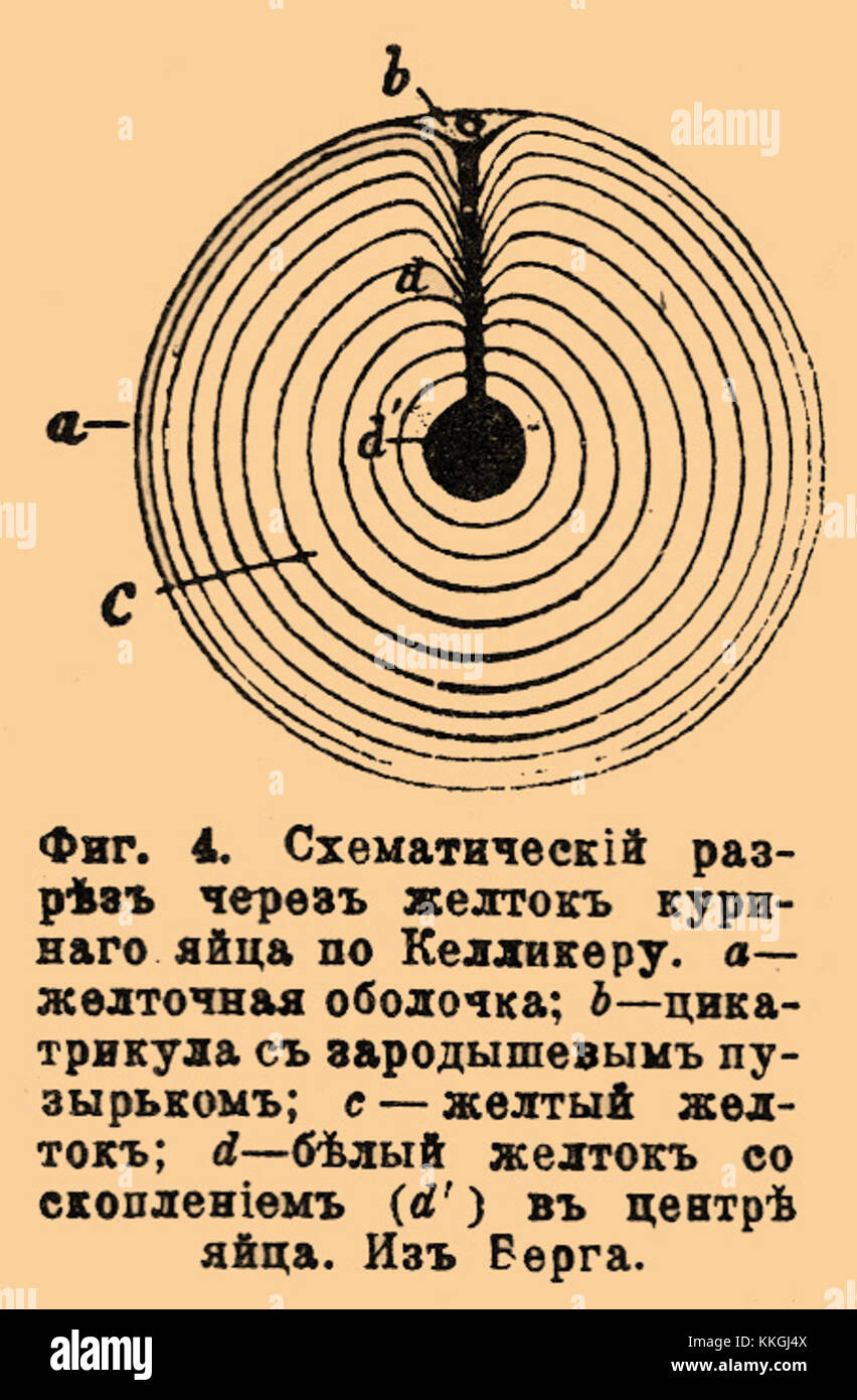 Il Brockhaus-Efron Ovum 42 è una voce significativa nel Brockhaus and Efron enciclopedic Dictionary, che fornisce informazioni dettagliate su una varietà di argomenti. È una fonte di riferimento cruciale nella borsa di studio russa. Foto Stock