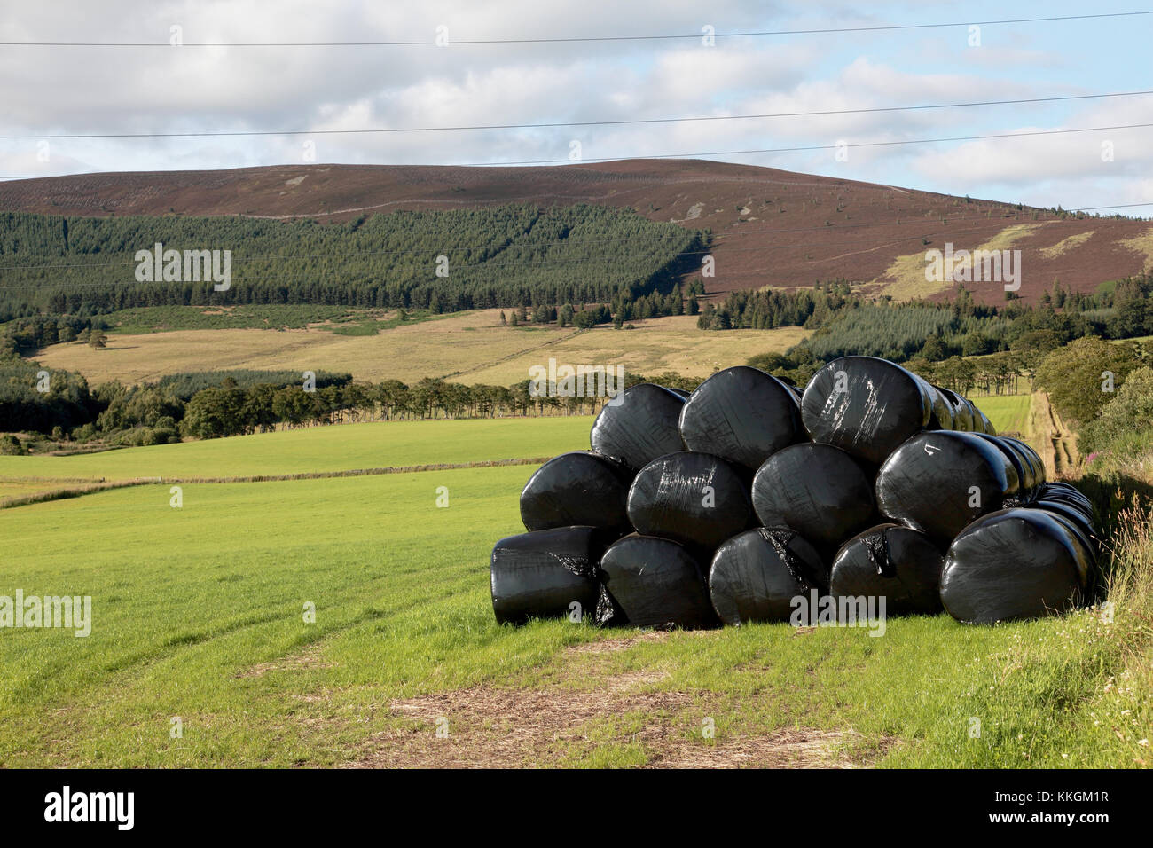 Balle di fieno coperta con plastica nera in un campo sul bordo di tarland, un villaggio in Aberdeenshire Foto Stock