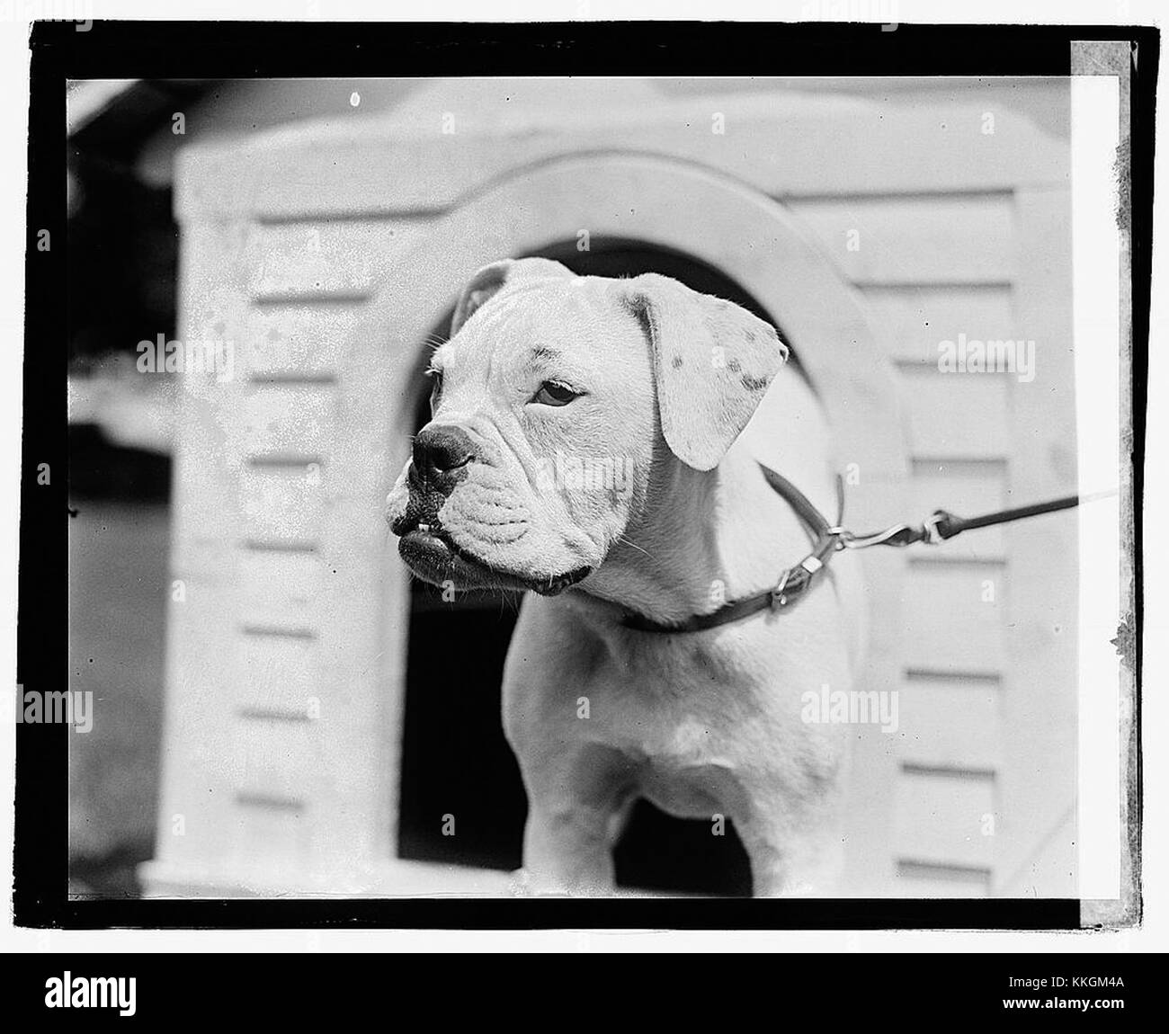 I cani Harding fanno parte della documentazione storica, relativa al legame della famiglia Harding con la storia americana e lo sviluppo precoce delle razze canine. Questi cani sono stati riconosciuti per il loro ruolo come compagni e animali da lavoro in vari compiti. Foto Stock