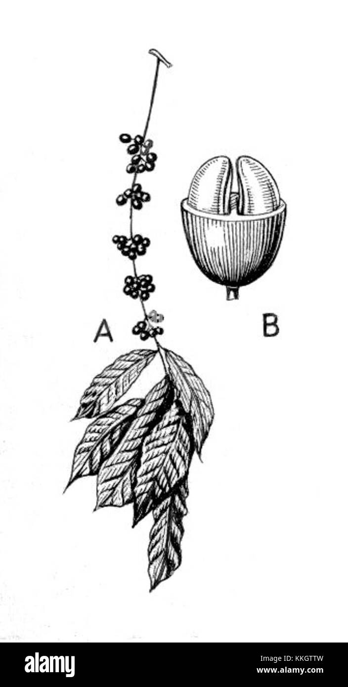 Questa immagine rappresenta il caffè PSF, che mostra i chicchi, il processo di preparazione e la cultura che circonda il consumo di caffè. Evidenzia il significato del prodotto sia nella vita quotidiana che nel commercio. Foto Stock