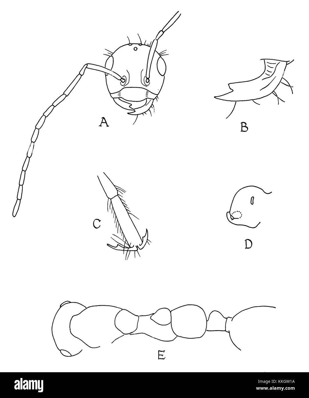 L'illustrazione delle parti del corpo di *Sphecomyrma freyi*, pubblicata da Wilson, Carpenter e Brown nel 1967, fornisce informazioni anatomiche dettagliate su questa specie di formiche estinte. Contribuisce alla comprensione dell'antica anatomia degli insetti e della storia evolutiva delle formiche. Foto Stock