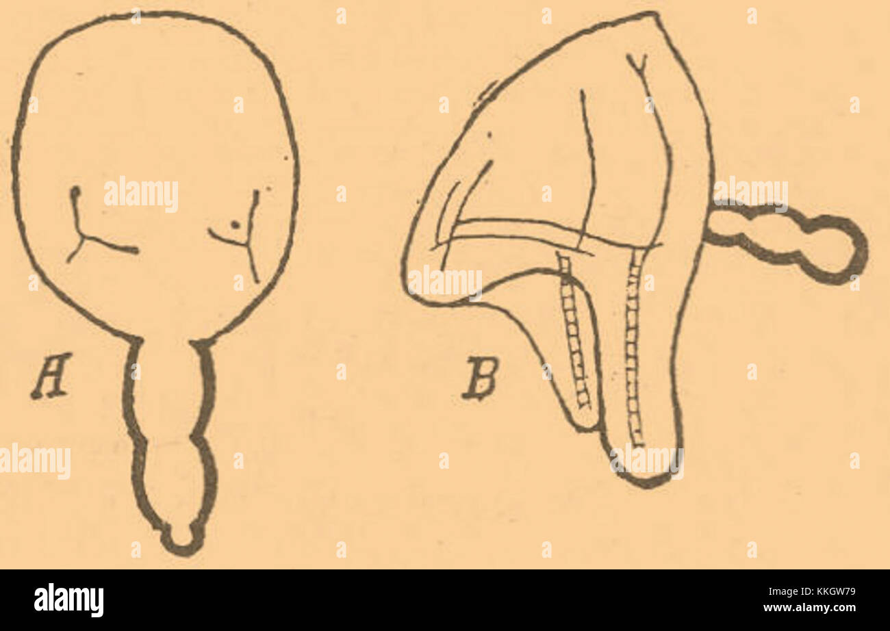 Il dizionario enciclopedico Brockhaus-Efron include una descrizione dettagliata di "Exogastrula", un termine usato nella biologia dello sviluppo per descrivere una fase specifica nello sviluppo di determinati organismi. Foto Stock