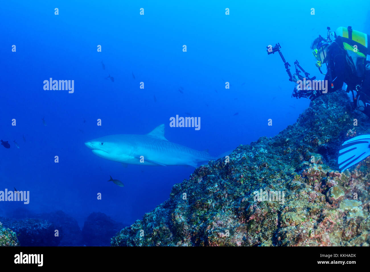 Galeocerdo cuvier, Tiger Shark e subacqueo con telecamera subacquea, Cocos Island, Costa Rica, Oceano Pacifico Foto Stock