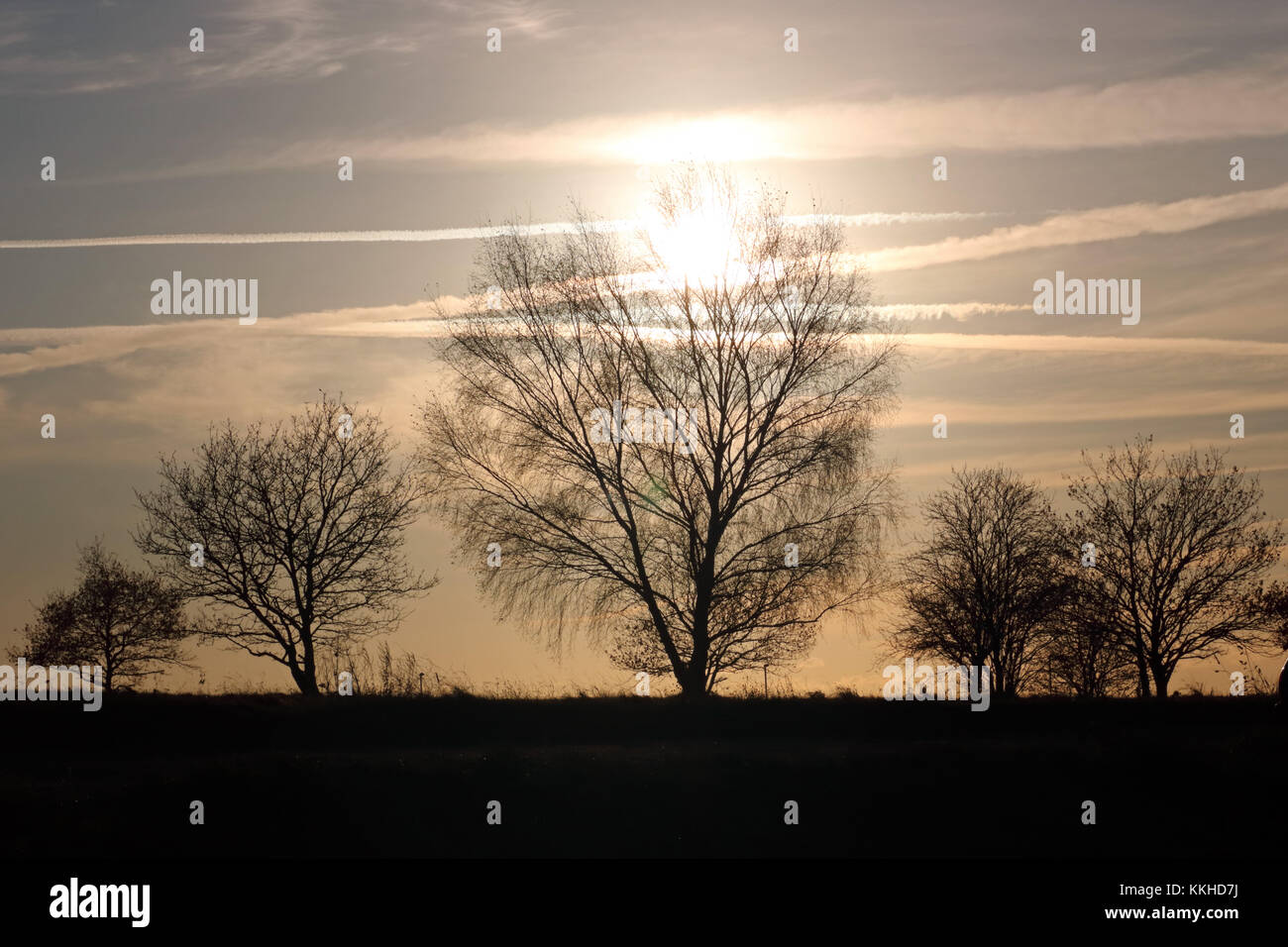 Epsom Downs, Surrey, Regno Unito. 1 dicembre, 2017. Alberi in silhouette contro il sole di setting su Epsom Downs nel Surrey, su un freddo pomeriggio del primo giorno d'inverno. Credito: Julia Gavin/Alamy Live News Foto Stock