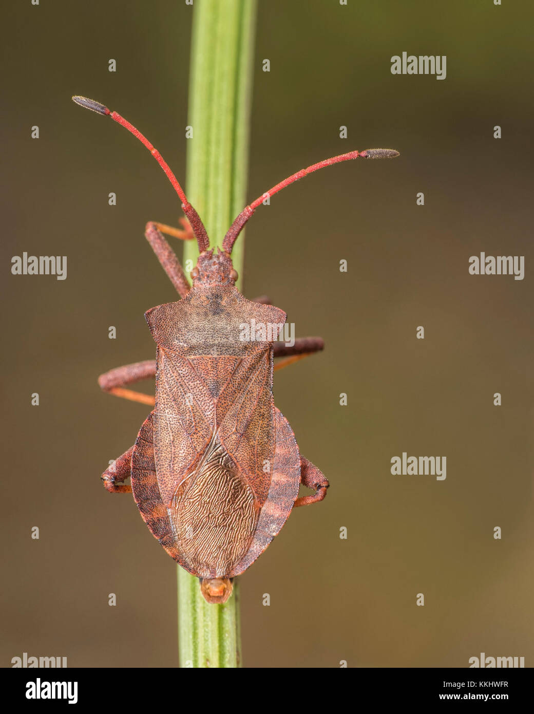 Dock Bug (Coreus marginatus) salendo il gambo di una pianta di dock. Cahir, Tipperary, Irlanda Foto Stock