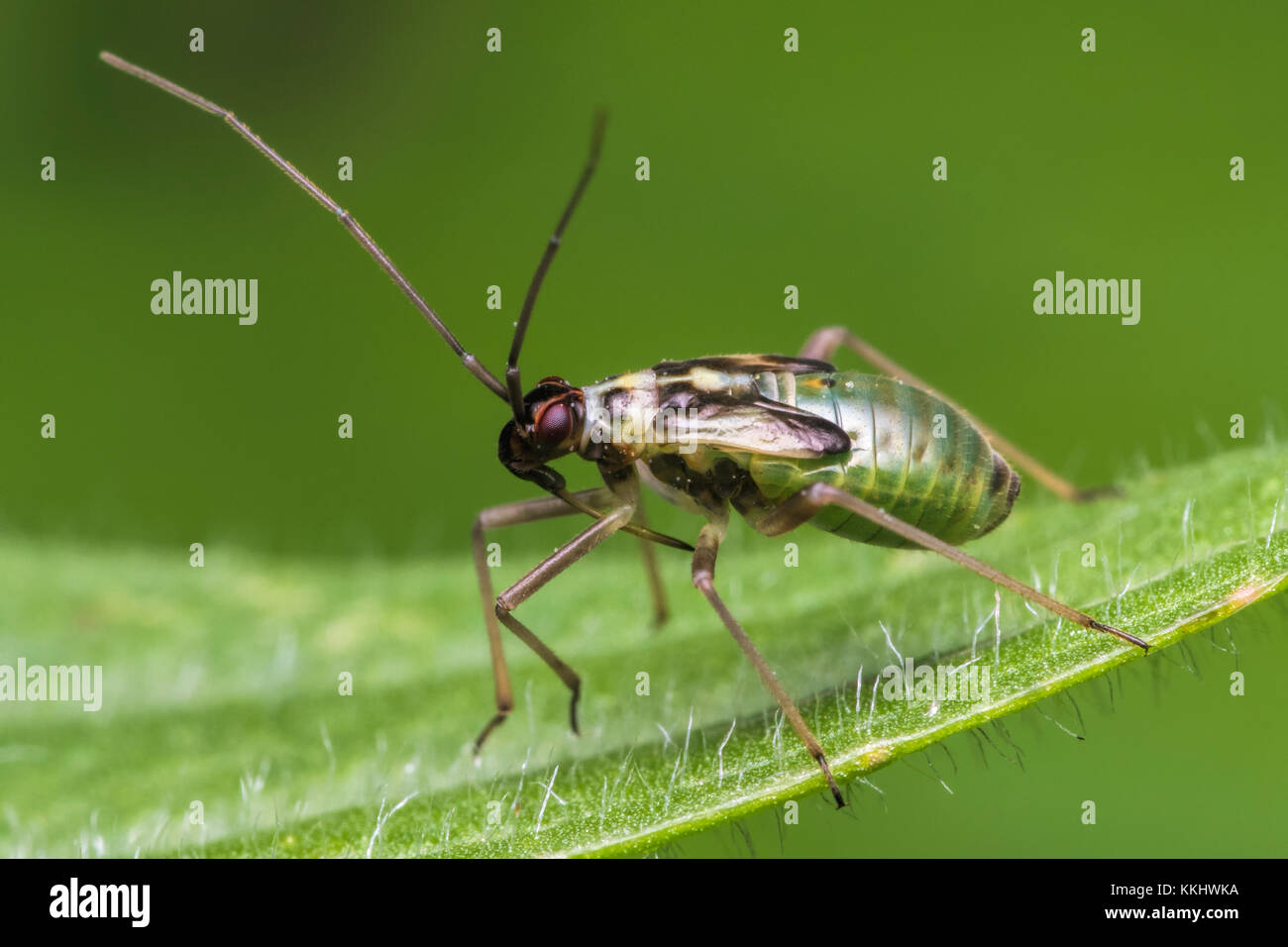 Ninfa di un Grypocoris stysi Mirid bug su foglia. Cahir, Tipperary, Irlanda Foto Stock