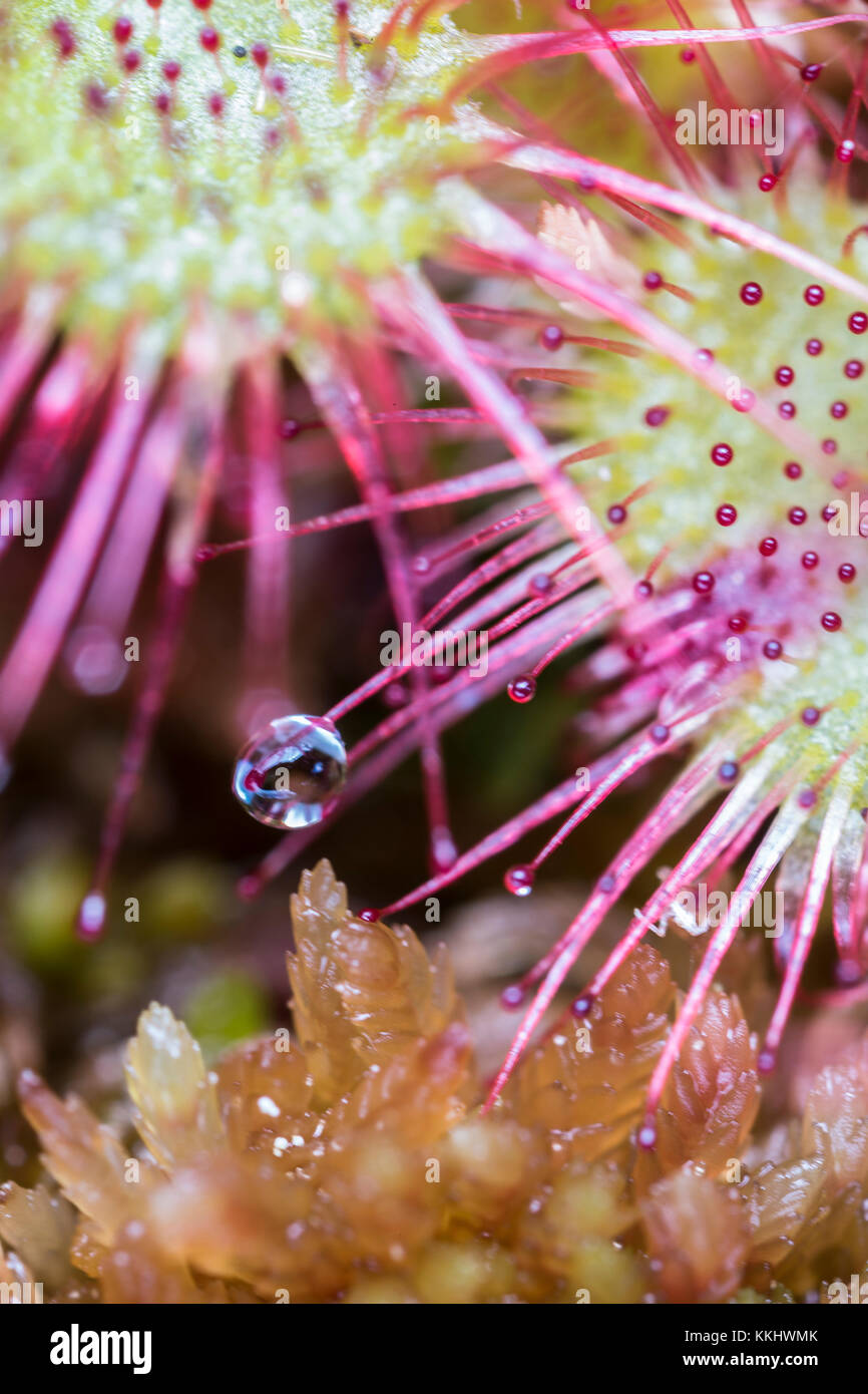 Sundew rotundifolia in Sphagnum torbiere nelle Highlands della Scozia. Foto Stock