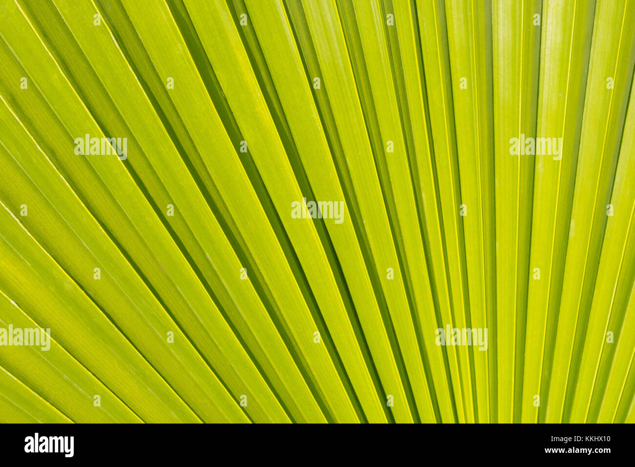 Palm tree leaf background - Palm tree leaf closeup Foto Stock