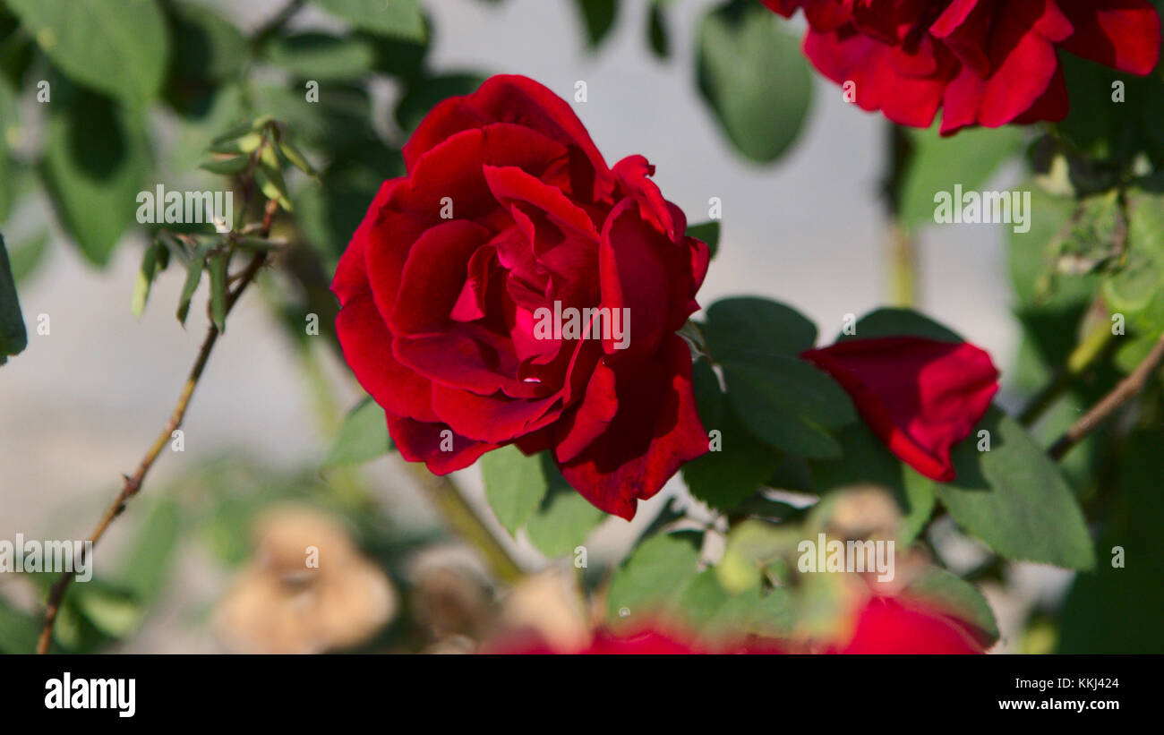Bella rosa rossa fiore Foto Stock